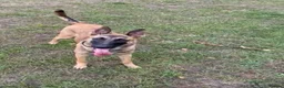 Belgian Shepherd Dog dogs for sale: Belgium malinois puppy - Advert 1