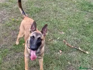 Belgian Shepherd Dog dogs Belgium malinois puppy - Advert 1