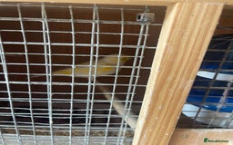 Canaries birds for sale: Canaries, Canary  - Image 3