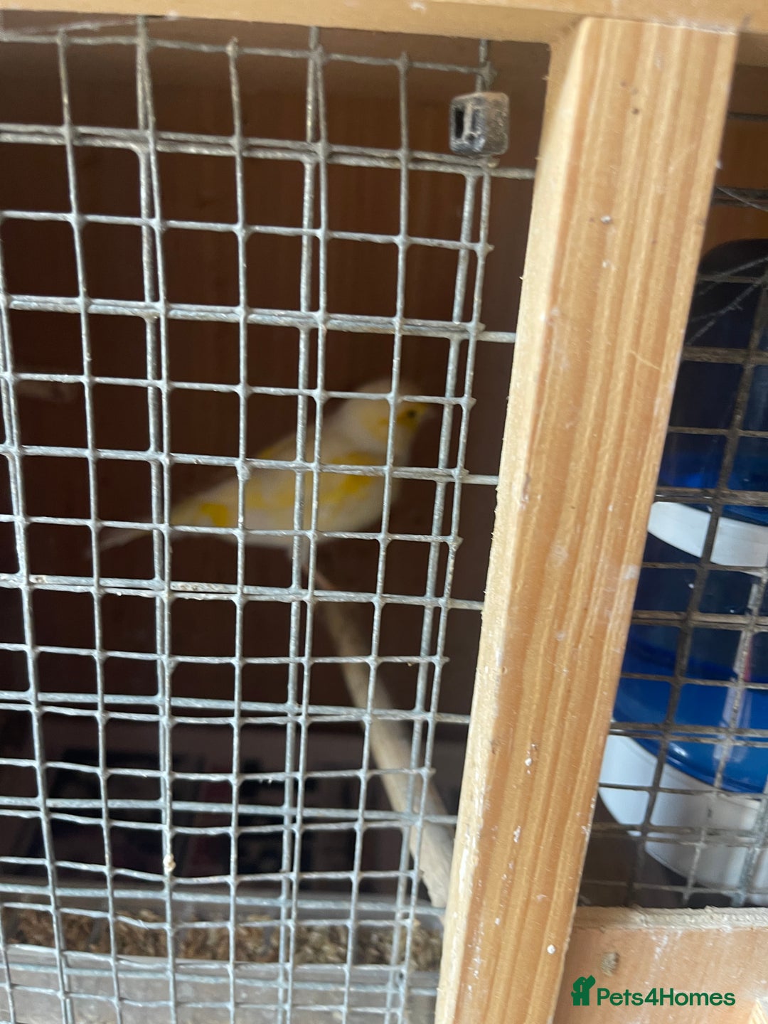 Canaries birds for sale: Canaries, Canary  - Image 3