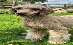 Bernedoodle dogs for sale: F1 Bernedoodle 2 Standard girls  - Image 9