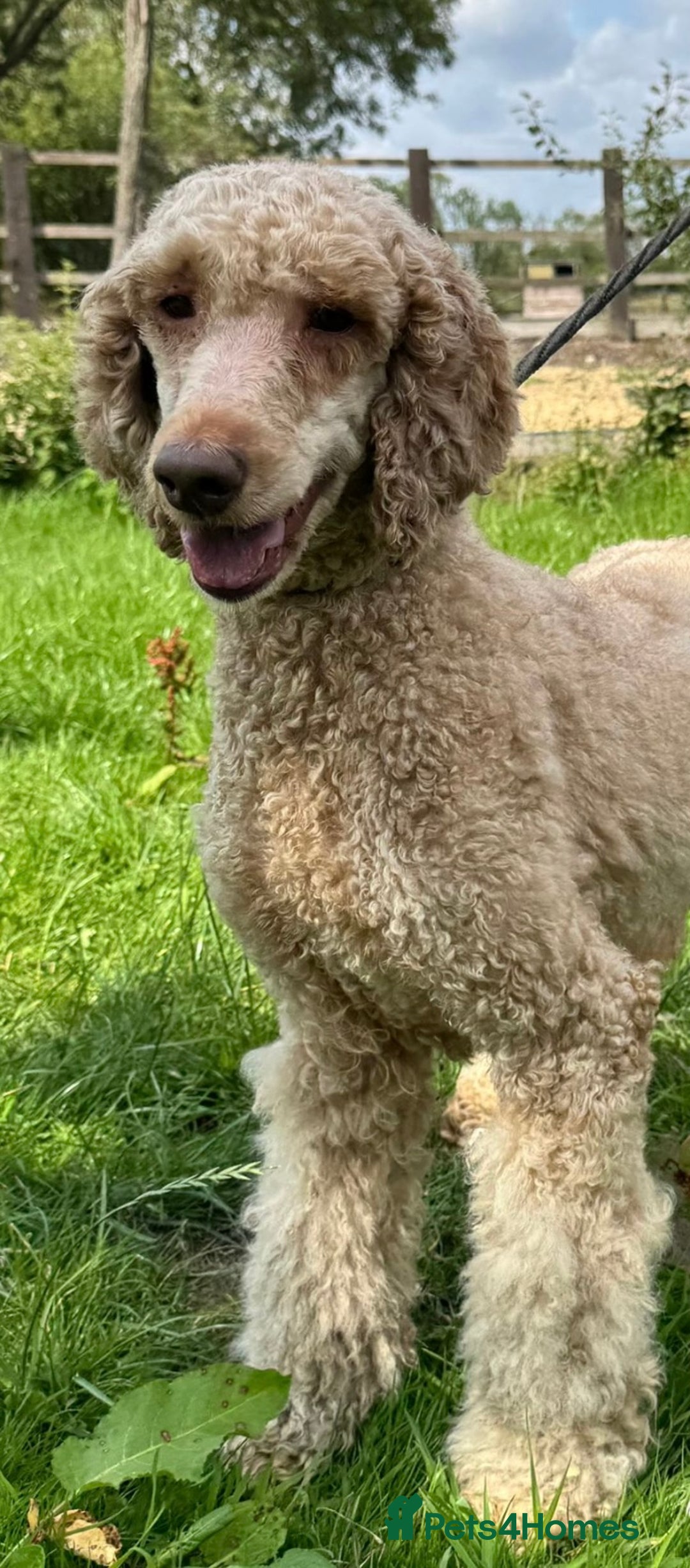 Bernedoodle dogs for sale: F1 Bernedoodle 2 Standard girls  - Image 9