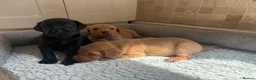 Labrador Retriever dogs for sale: Health Tested IGL Champion Bred Labrador Puppies  - Advert 20