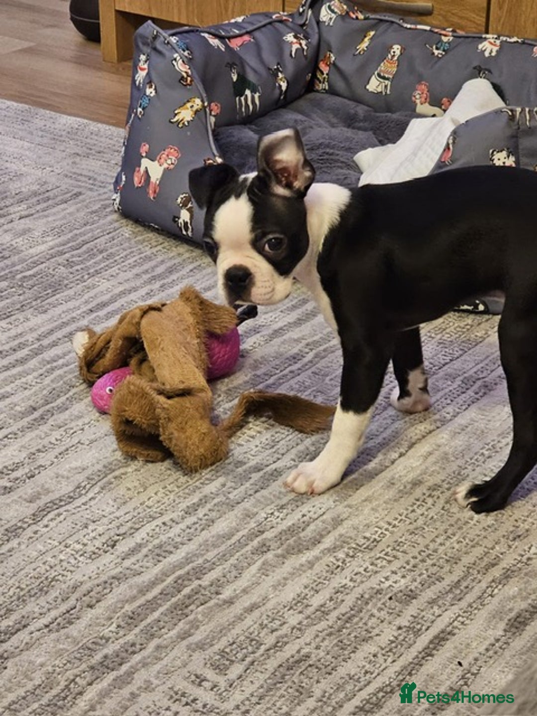 Boston Terrier dogs for sale: Boston Terrier Puppy Ready for His Forever Home - Advert 10