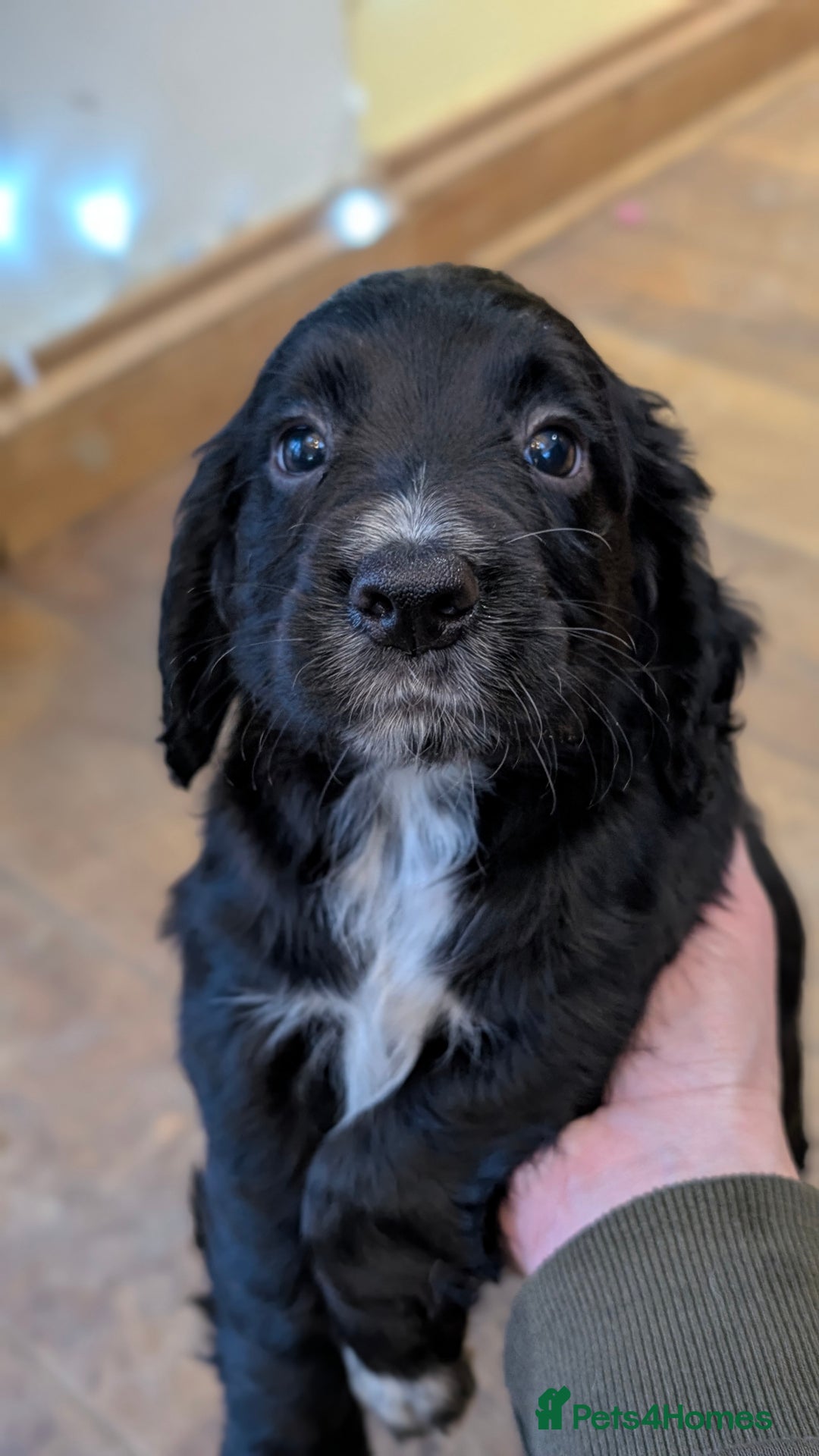 Cocker Spaniel dogs for sale: One black Working Cocker Spaniel female available - Advert 7