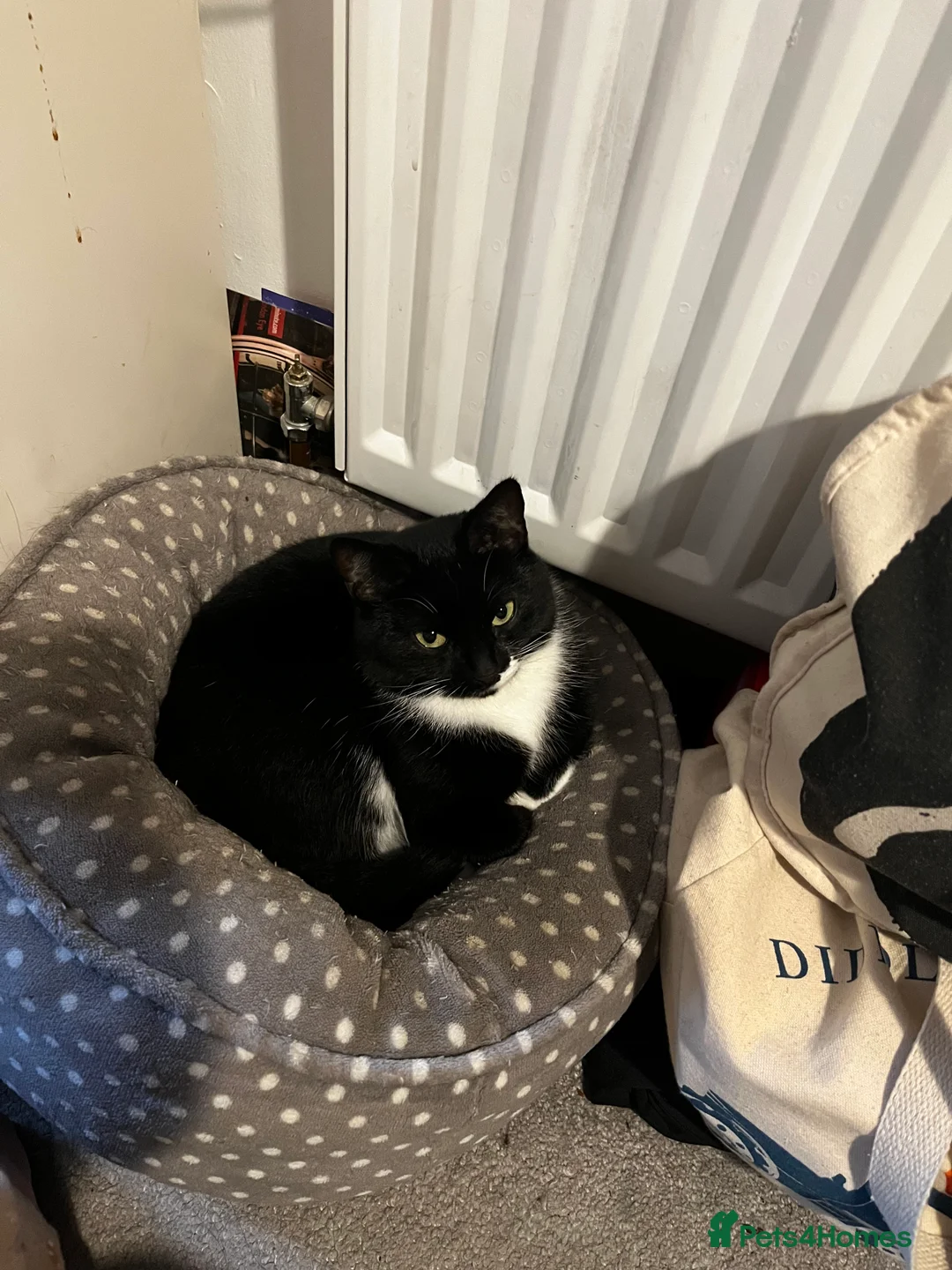 British Shorthair cats for sale: 4 YO Female Cat Looking for a Loving New Home - Advert 2