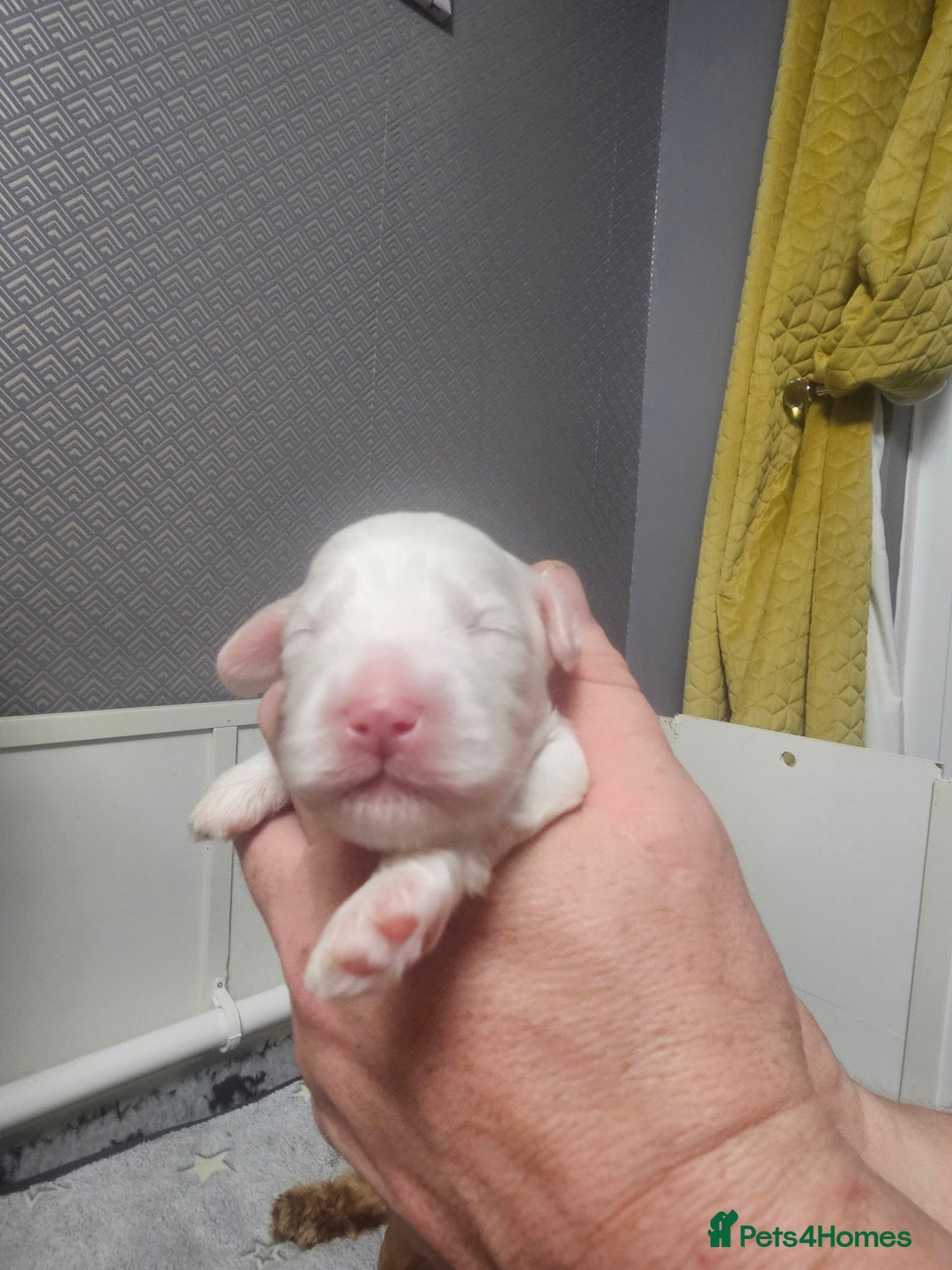 Australian Labradoodle dogs for sale: Australian Labradoodle Hybrid Puppies - Advert 18