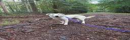 Mixed Breed dogs for adoption: Lulu - Norwich Norfolk  - Advert 5