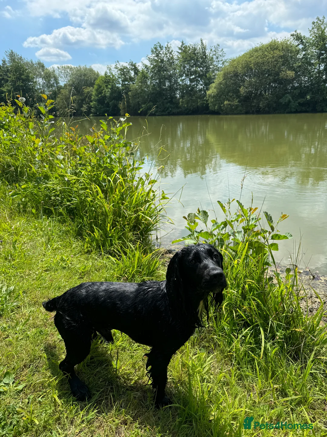 Cocker Spaniel dogs for stud: Working Cocker Spaniel available for Stud  in Chelmsford - Advert 12