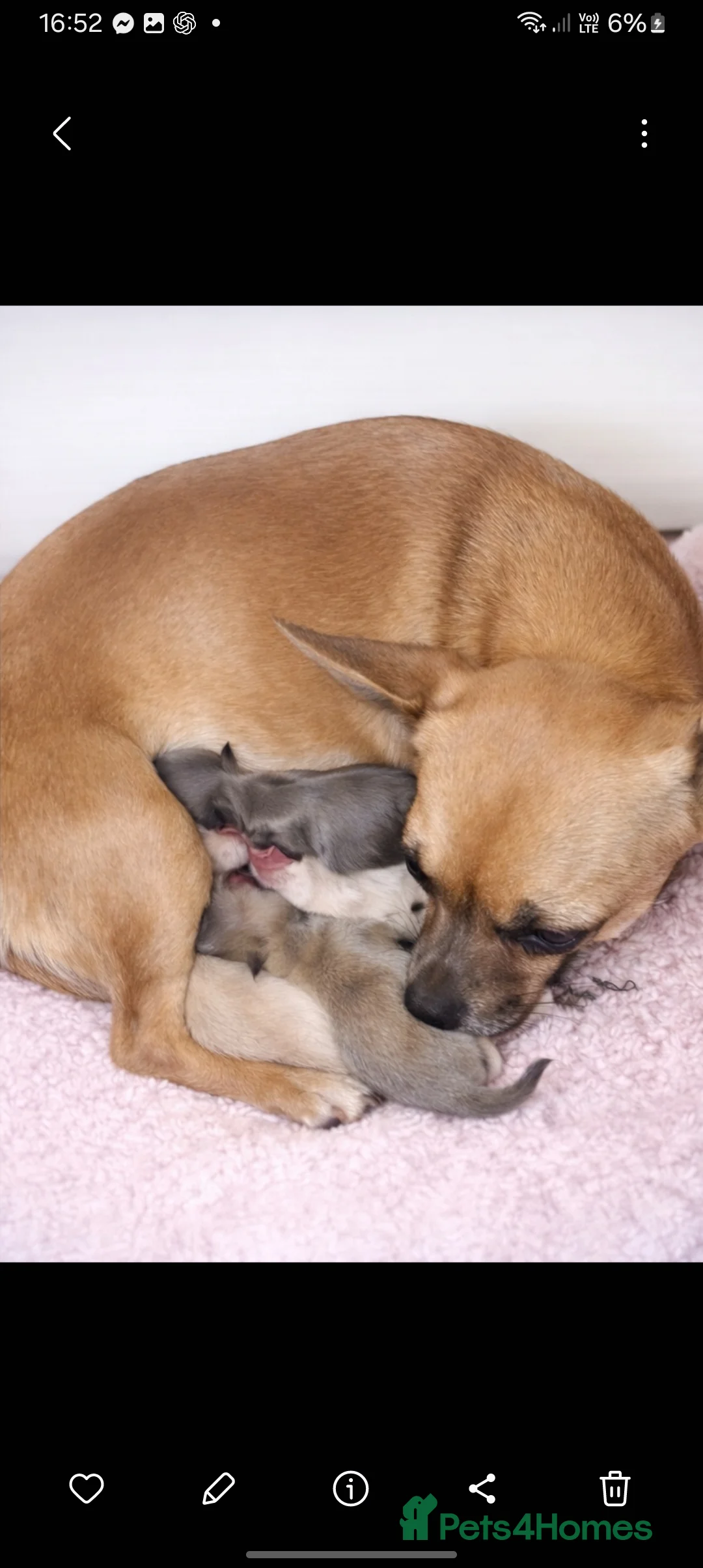 Chihuahua dogs for sale: Chihuahua puppys - Advert 9