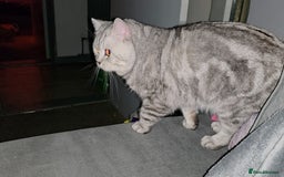 British Shorthair cats for sale: Silver Tabby BSH - Image 10