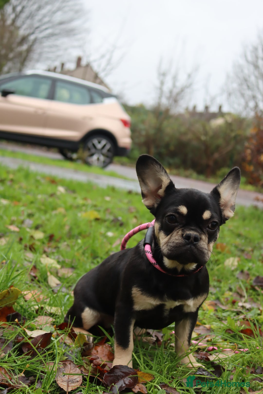 French Bulldog dogs for sale: Panda husky puppy’s  - Advert 9