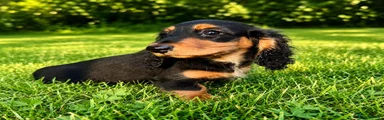 Miniature Dachshund Puppy 3