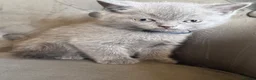British Shorthair cats for sale: Beautiful British short haired kittens  - Advert 6
