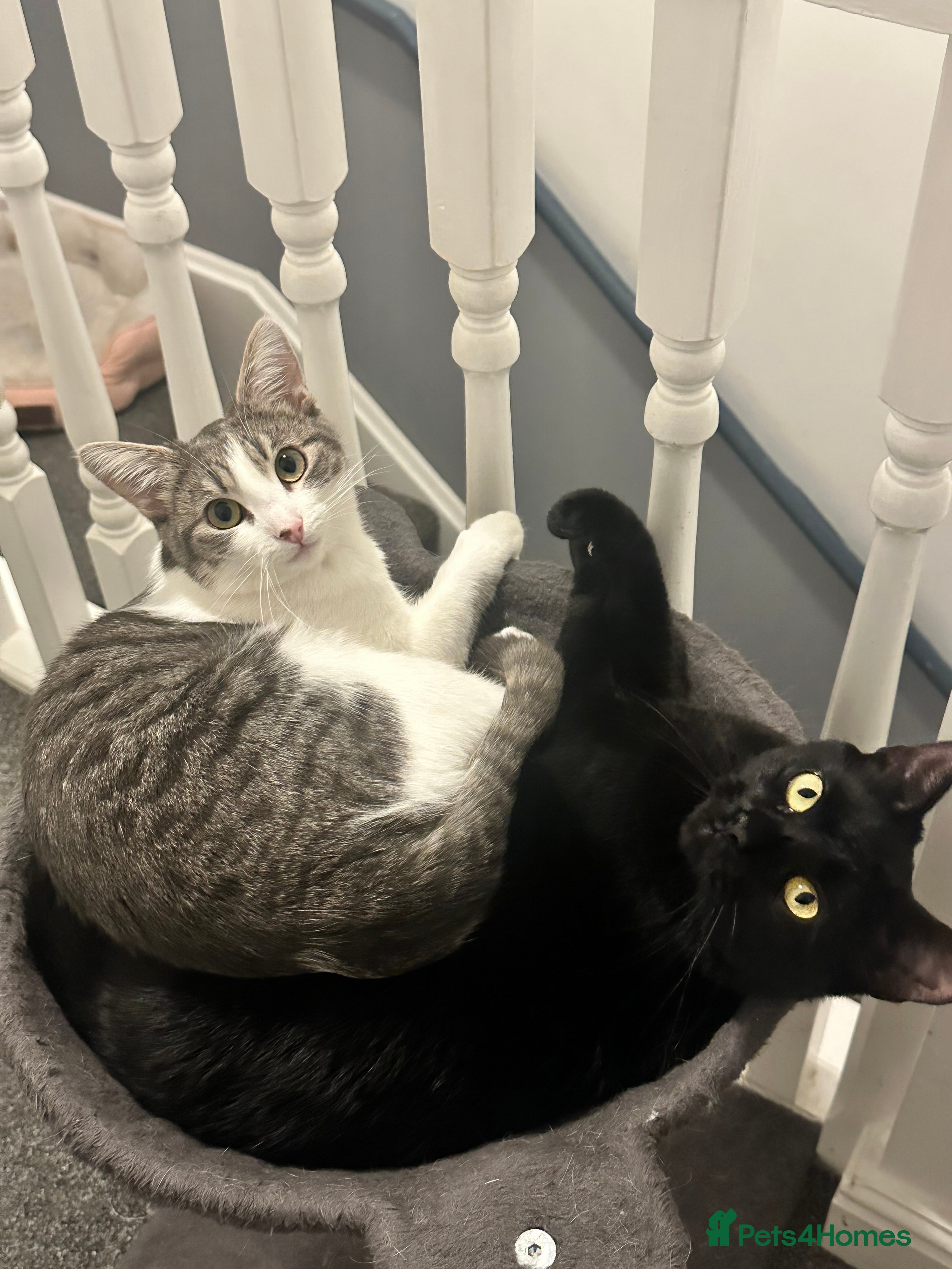 British Shorthair cats Two British short haired cats for sale  - Advert 1