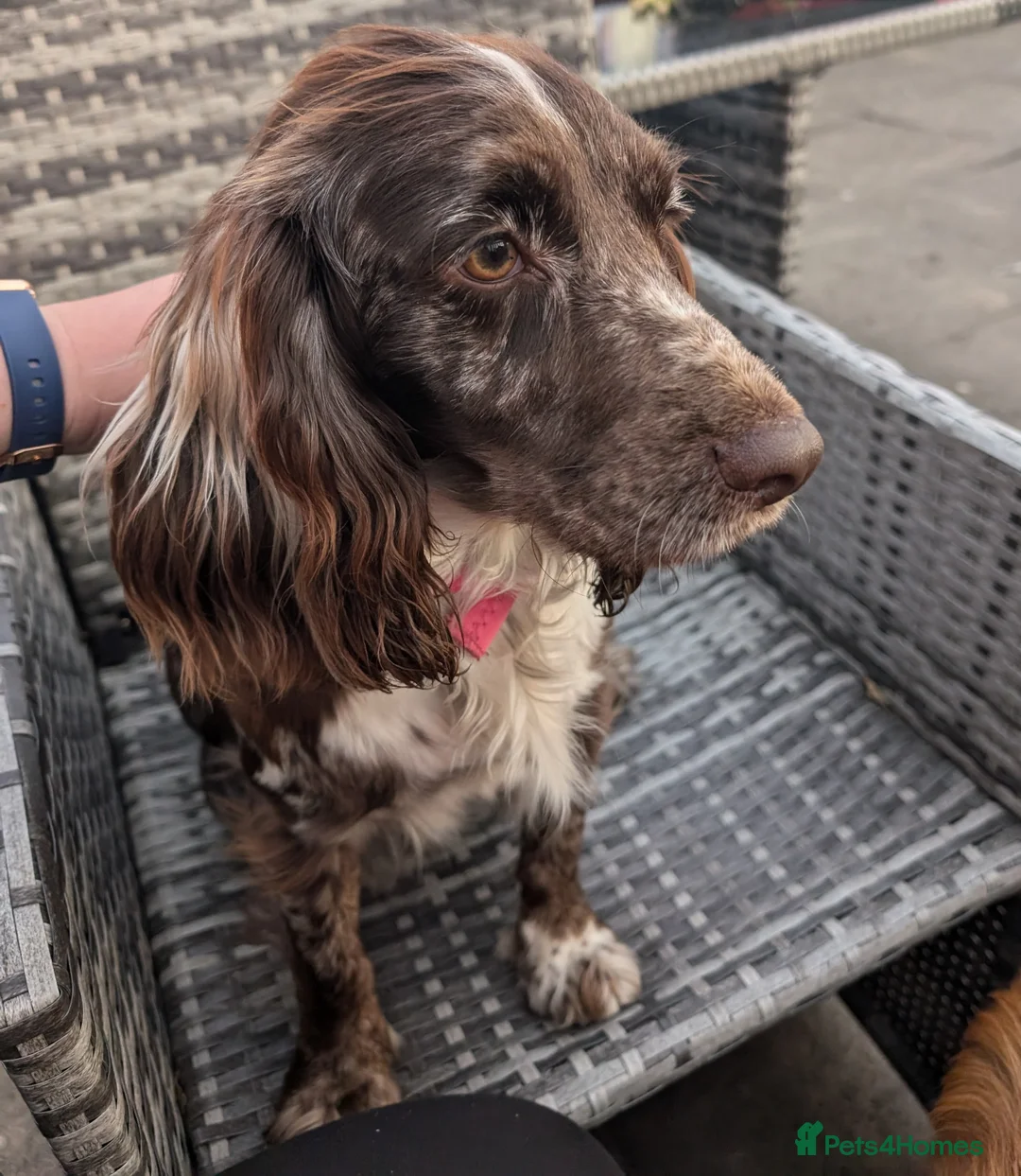 Cocker Spaniel dogs for sale: Cockerspaniel puppies ready soon! - Advert 22