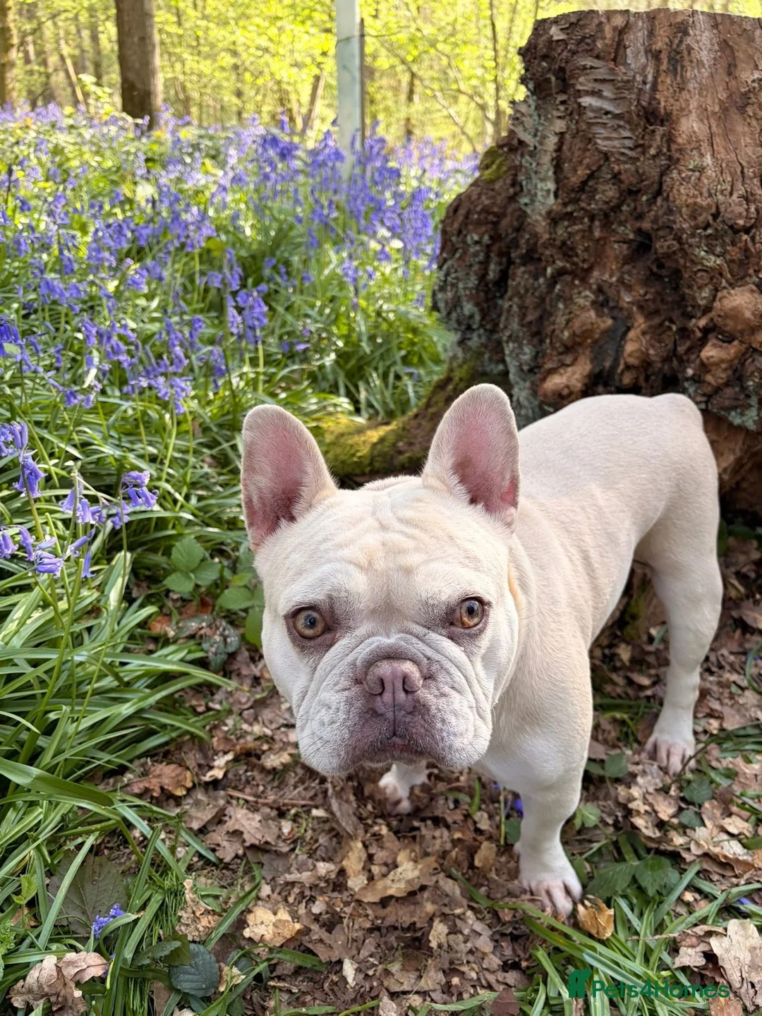French Bulldog dogs for sale: Beautiful KC Registered French Bulldog Puppies 🐾 in Crawley - Advert 2