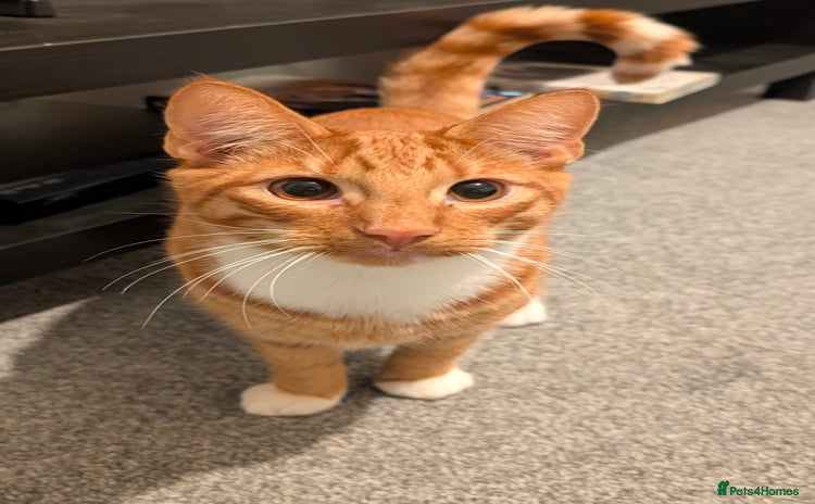 Mixed Breed cats ​(Discounted!) 😻GORGEOUS vaccinated ginger tabby  - Advert 1