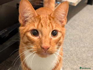 Mixed Breed cats (Discounted!) 😻GORGEOUS vaccinated ginger tabby - Advert 1