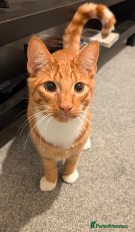 Mixed Breed cats (Discounted!) 😻GORGEOUS vaccinated ginger tabby - Advert 1