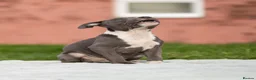 Staffordshire Bull Terrier dogs for sale: Top quality pedigree staff puppies  - Advert 15
