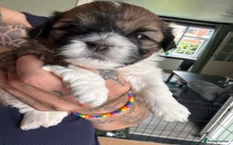 Lhasa Apso dogs for sale: 6 beautiful Lhasa Apso puppies - Image 23