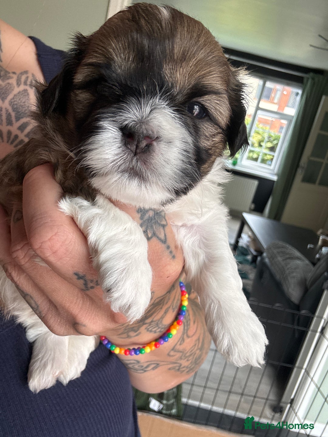 Lhasa Apso dogs for sale: 6 beautiful Lhasa Apso puppies - Image 23