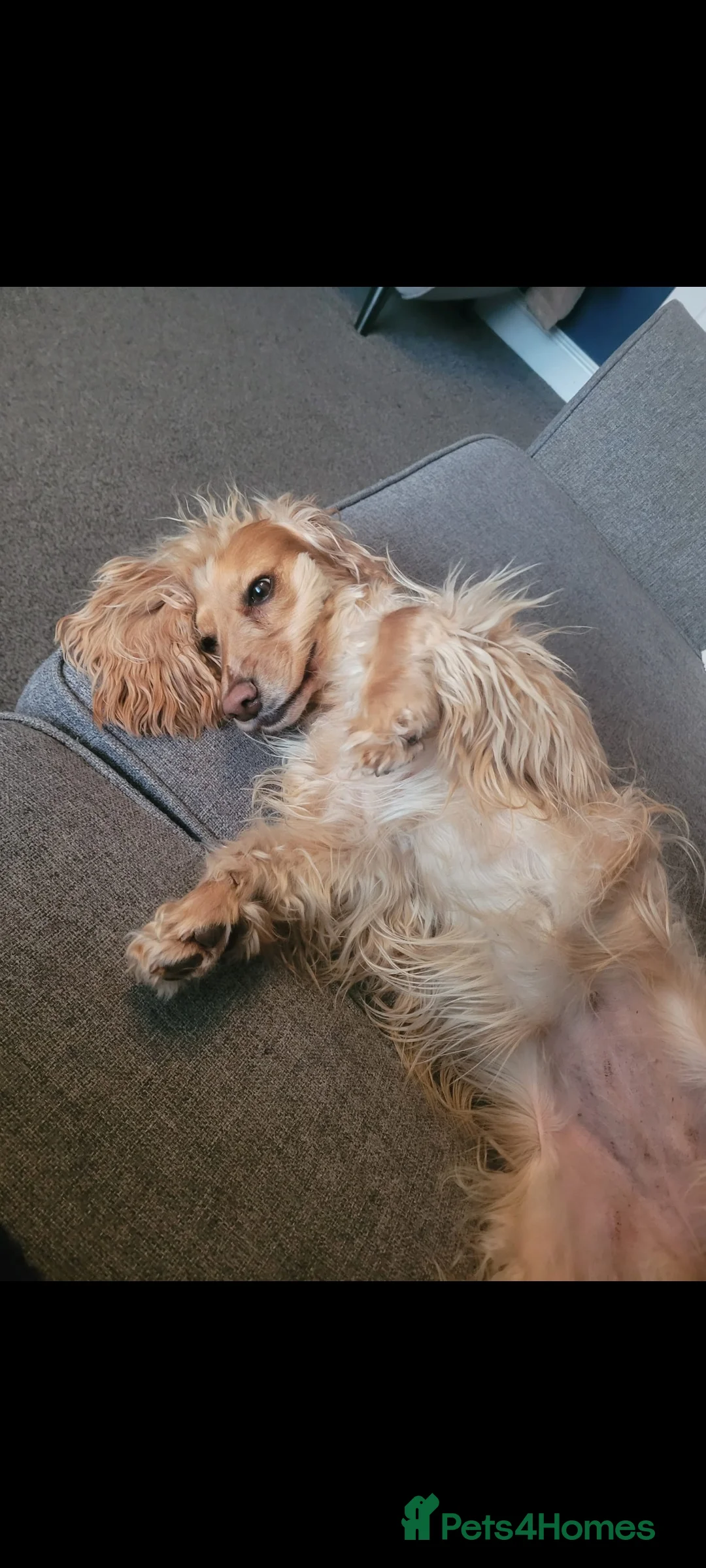Cocker Spaniel dogs for sale: 2 year old female  - Advert 2