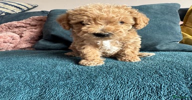 Cockapoo dogs - Advert 15