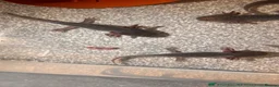 Axolotl reptiles for sale: Black melenoid axolotl  in Caldicot - Advert 8