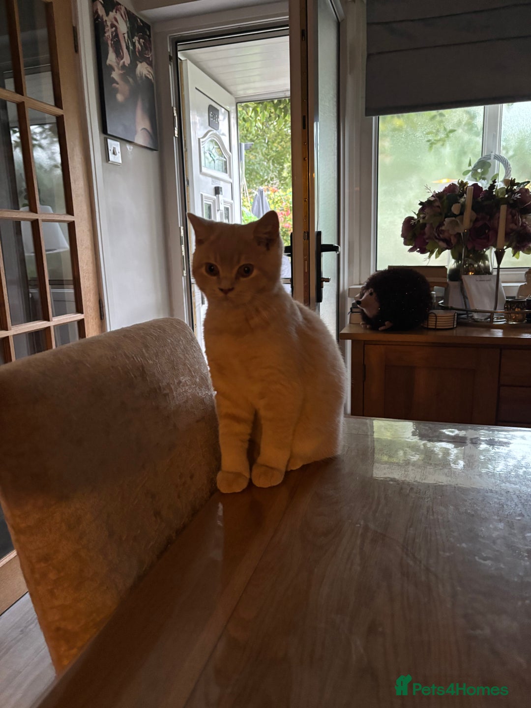 British Shorthair cats for sale: Stunning GCCF cream boy ready now  - Image 2