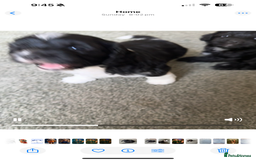Shihpoo dogs for sale: 4 shihpoo males  in Telford - Image 21