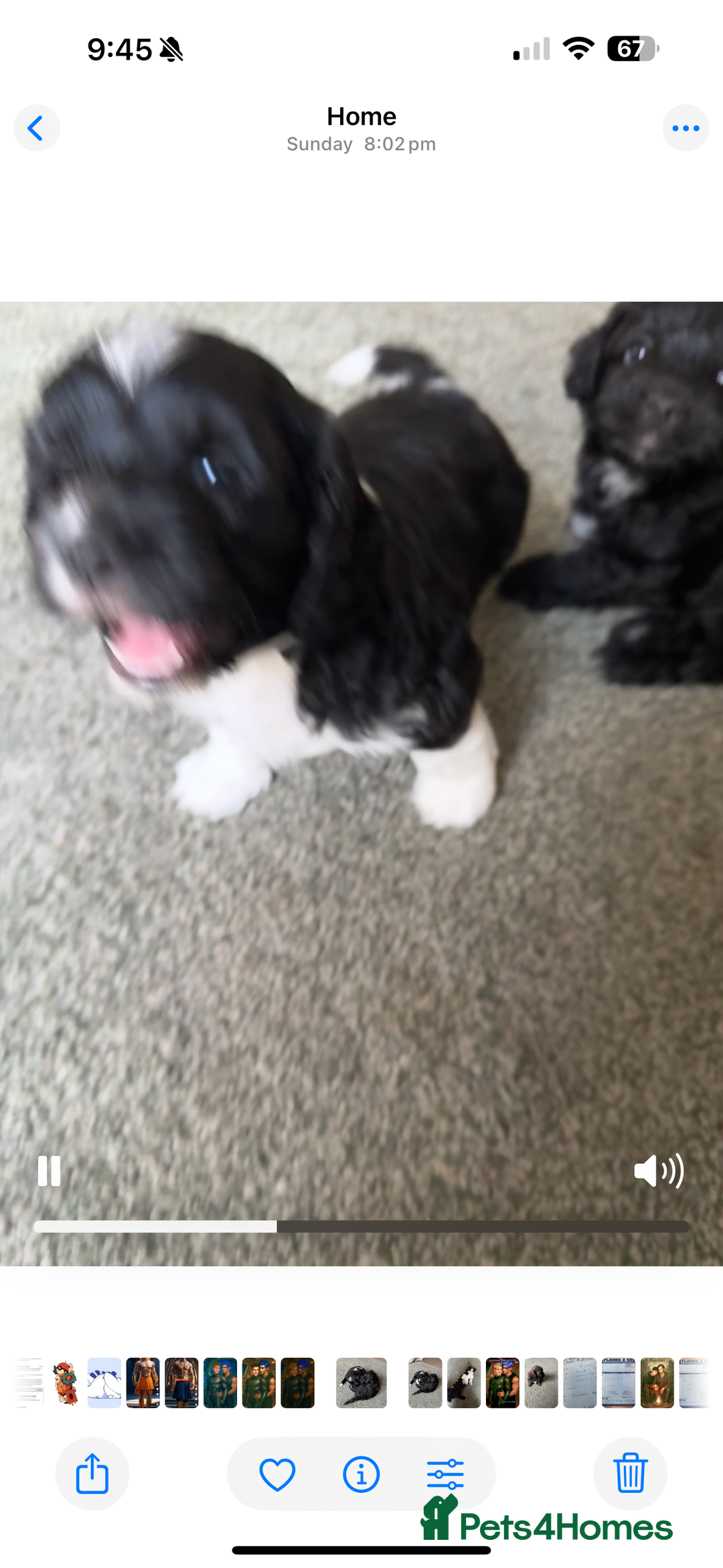 Shihpoo dogs for sale: 4 shihpoo males  in Telford - Image 21