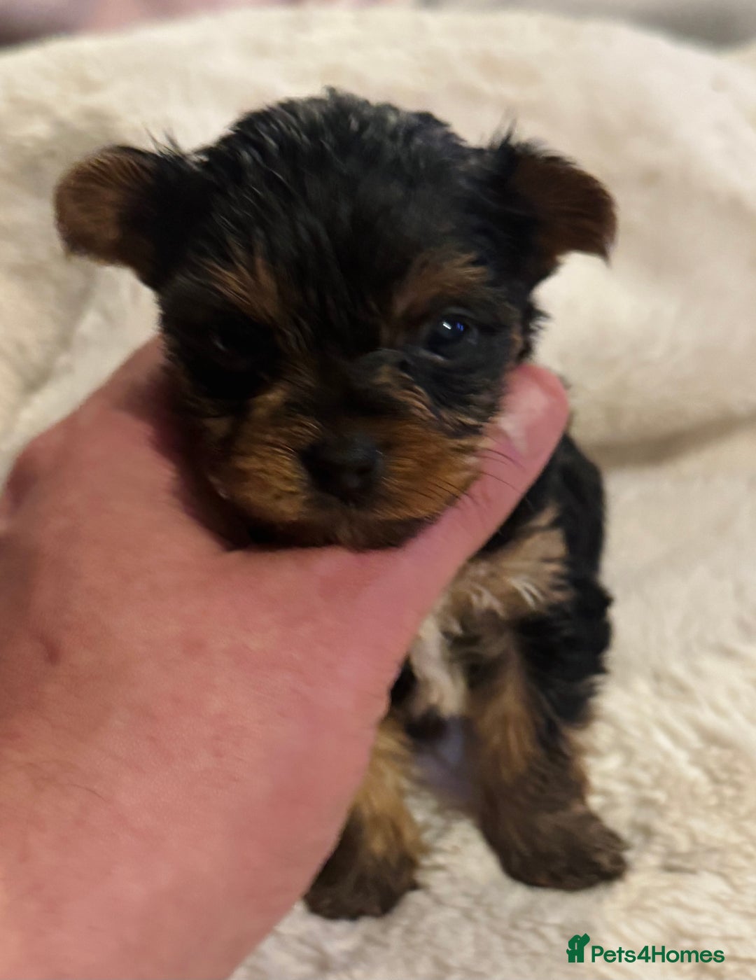 Yorkshire Terrier dogs for sale: Yorkshire Terrier Pups - Advert 12