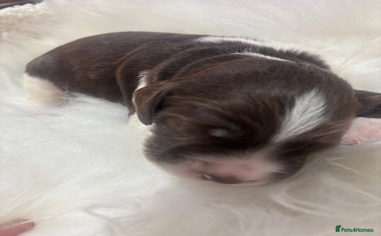 Sprocker dogs - Advert 1