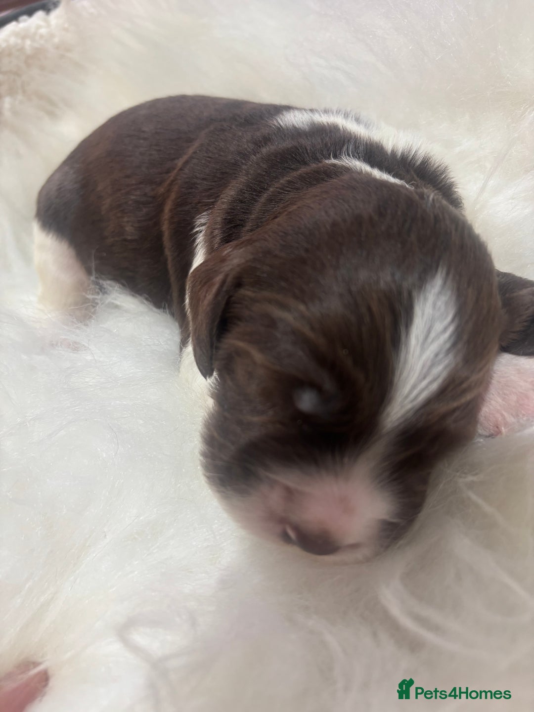 Sprocker dogs for sale: DNA CLEAR SUPERB QUALITY  LITTER🎃 - Image 1