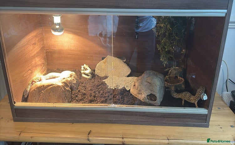 Leopard Gecko reptiles - Advert 1