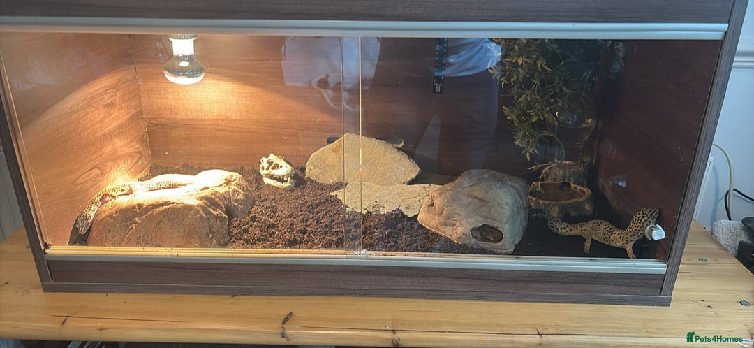 Leopard Gecko reptiles for sale: 2 leopard geckos with full vivarium and supplies - Image 1