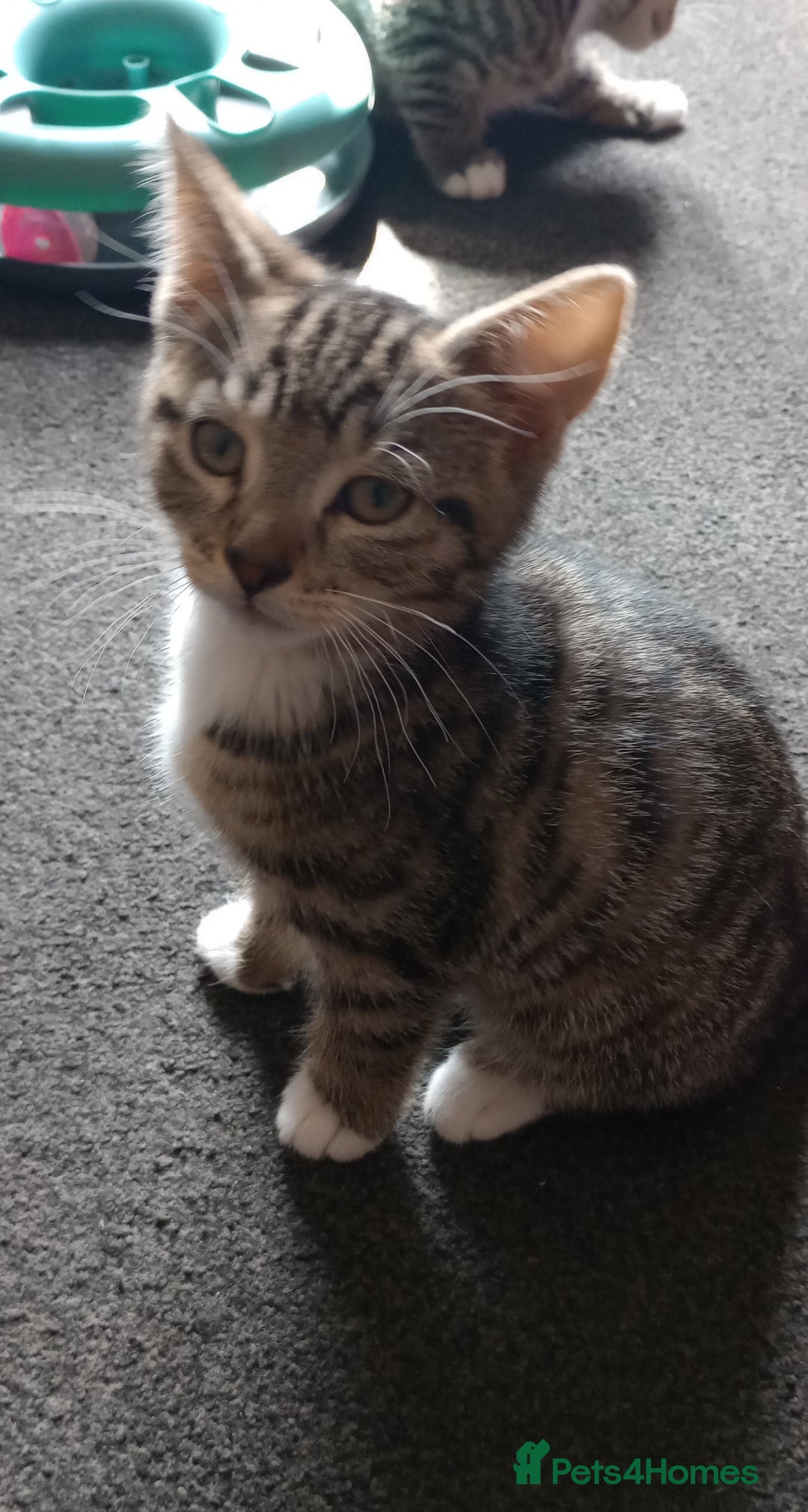 Mixed Breed cats for sale: 3 ADORABLE STRIPEY FURBALLS  - Image 14