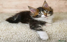 Maine Coon cats for sale: 🥇 5 Generation Pedigree - TICA registered  🌟 - Advert 31