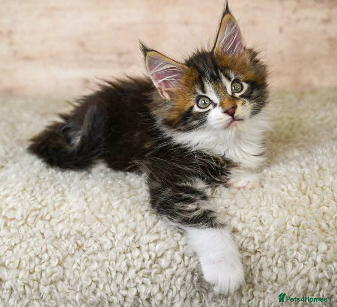 Maine Coon cats for sale: 🥇 5 Generation Pedigree - TICA registered  🌟 - Advert 31
