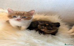 Mixed Breed cats for sale: Gorgeous kittens for sale  - Image 11