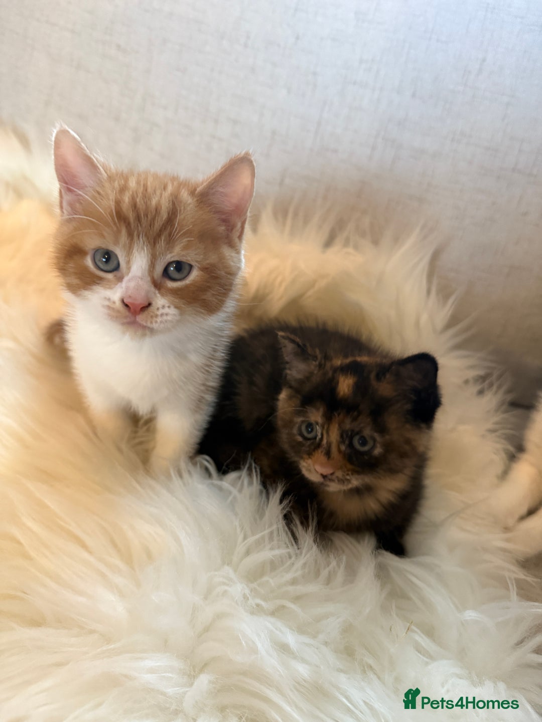Mixed Breed cats for sale: Gorgeous kittens for sale  - Image 11