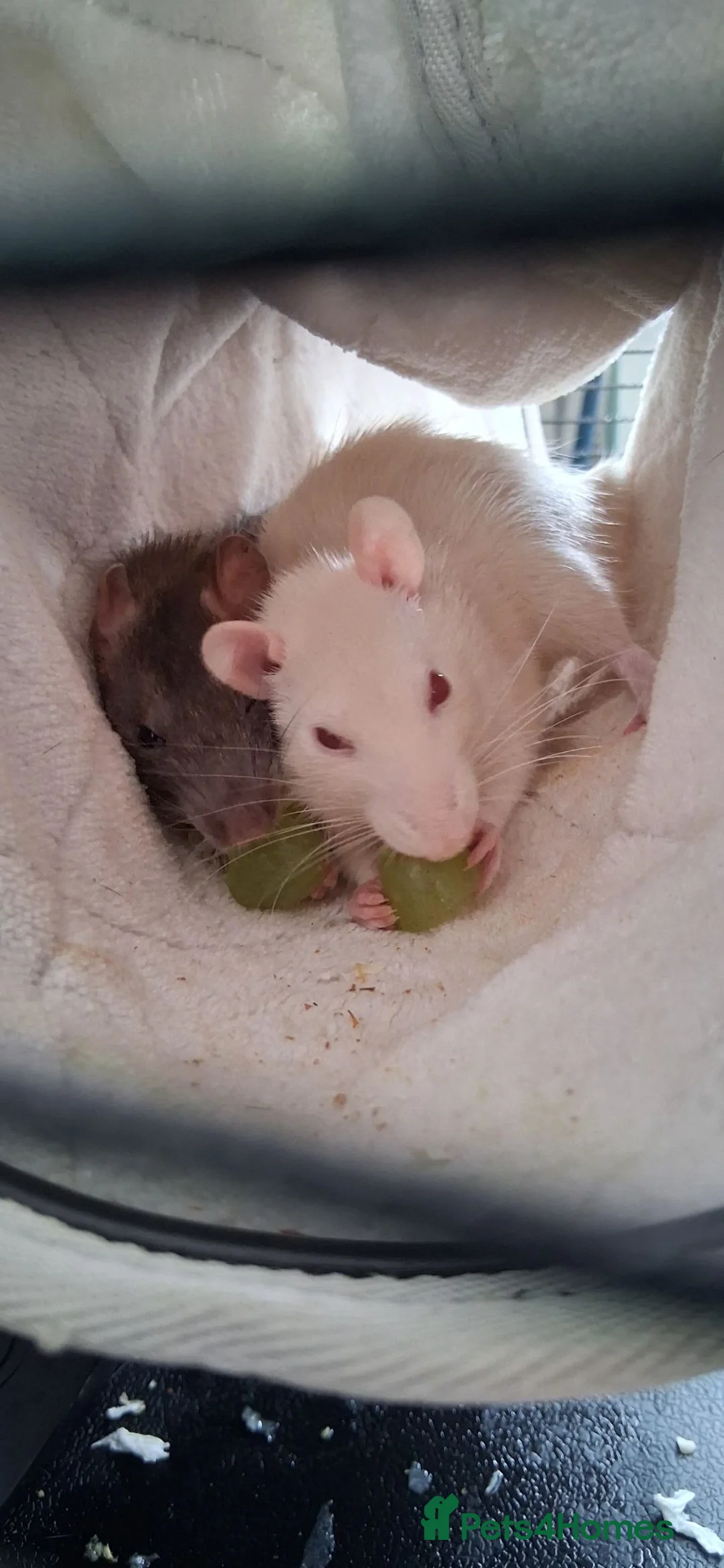 Rat rodents for sale: Fancy rats in Stoke-on-Trent - Advert 1