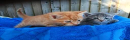 Mixed Breed cats for sale: Kittens for new homes in Ilminster - Advert 9