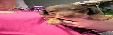 Dachshund 1