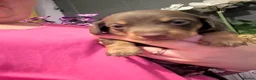 Dachshund dogs for sale: Miniature Dachshunds  - Advert 14