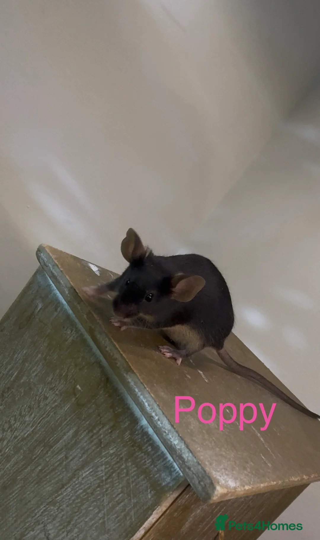 Mouse rodents for sale: Fancy Mice - Advert 5