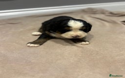 Bernese Mountain Dog dogs for sale: Beautiful Bernese Mountain Dog Puppies for Sale 🐾 - Image 7