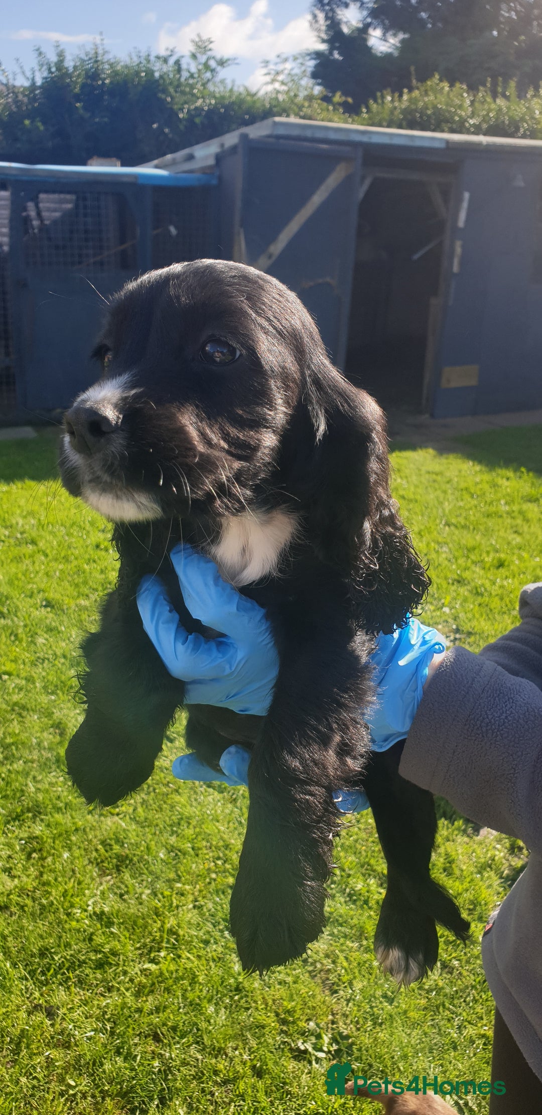 Cocker Spaniel dogs for sale: Cocker spaniel puppies  - Image 12